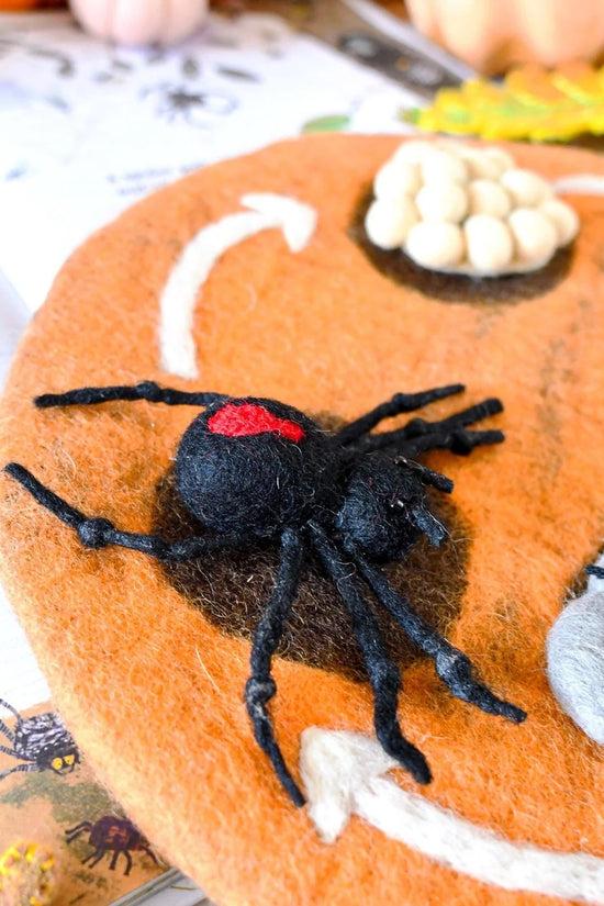 Spider Life Cycle