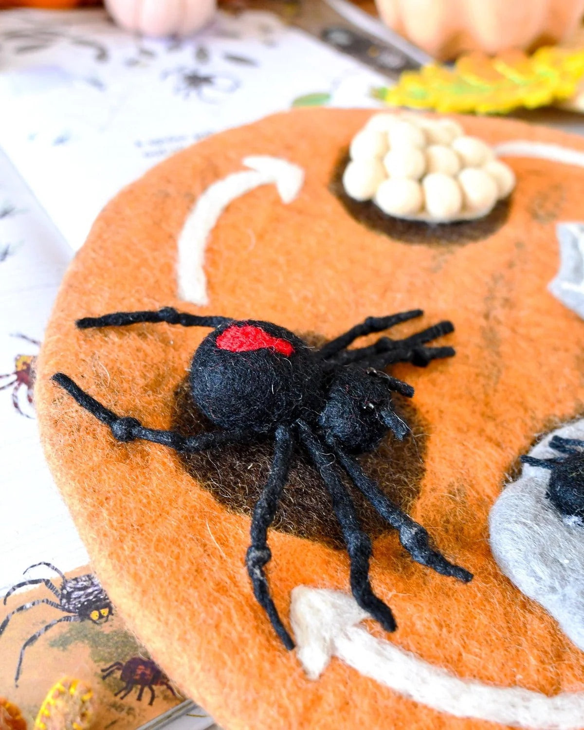Spider Life Cycle
