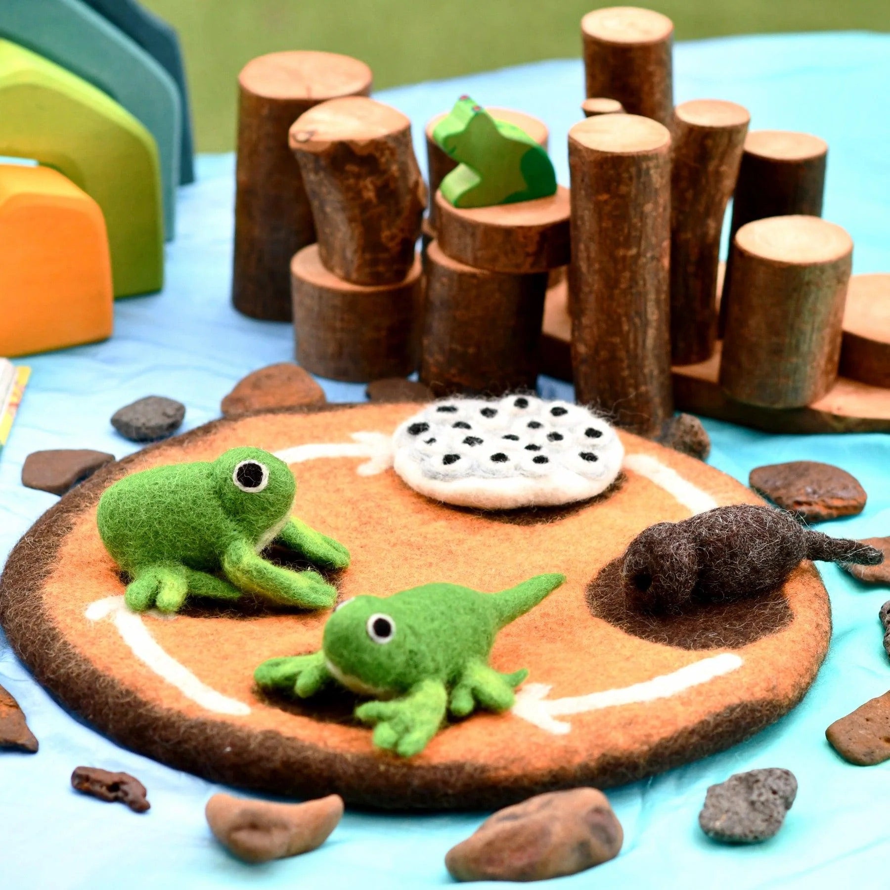Frog Life Cycle