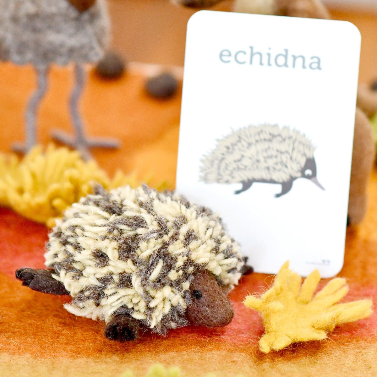 Australian Echidna