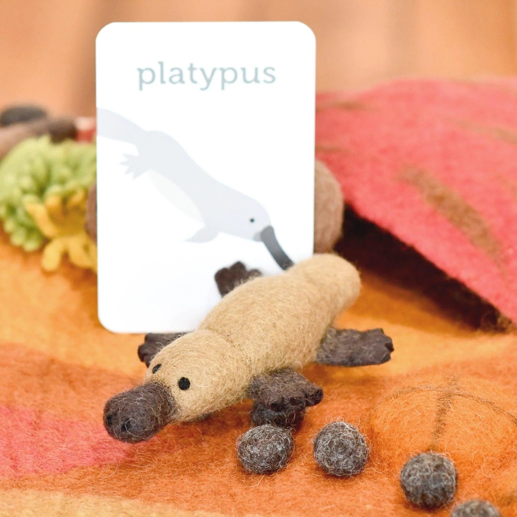 Australian Platypus