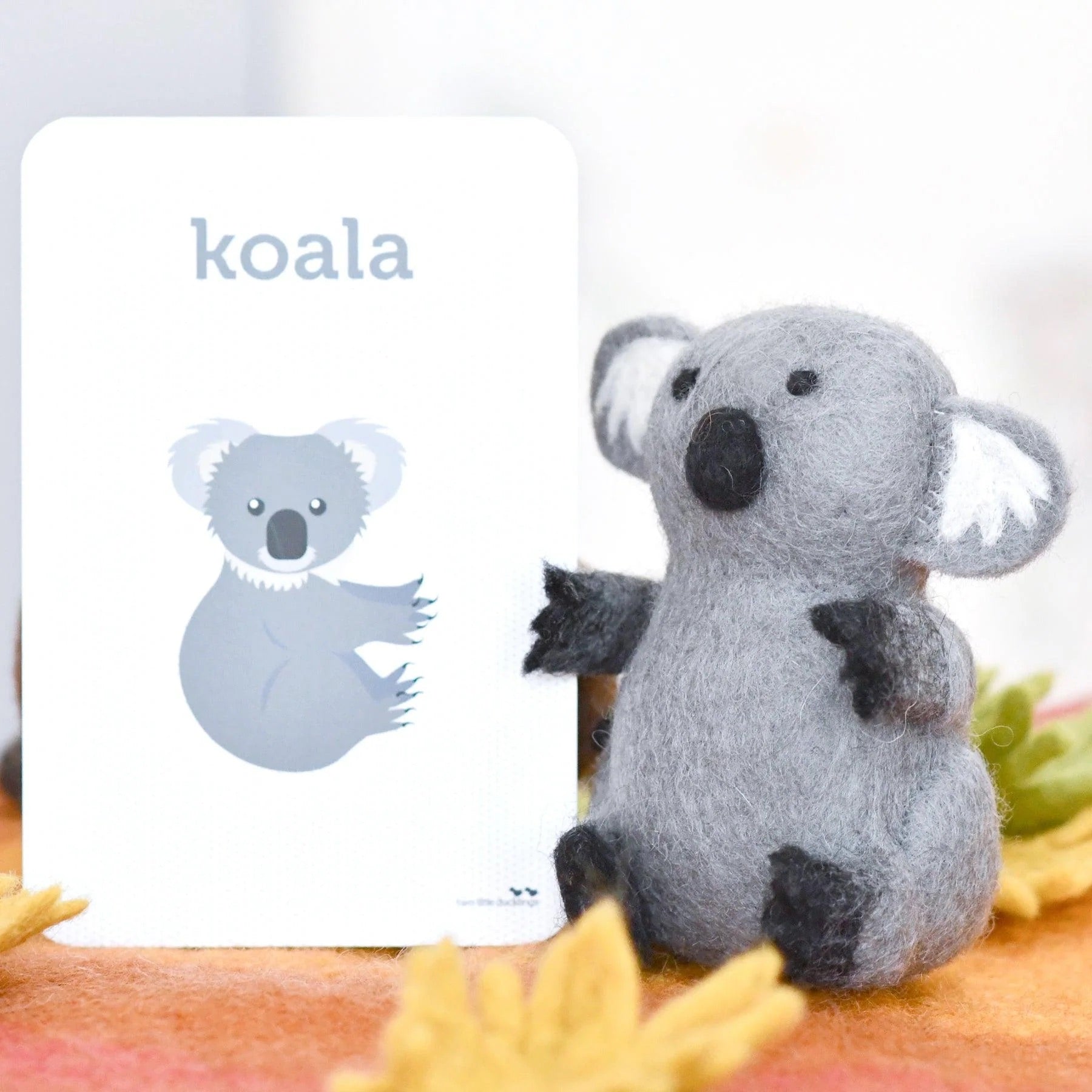 Australian Koala