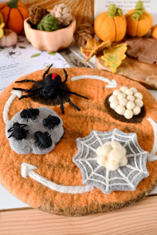 Spider Life Cycle
