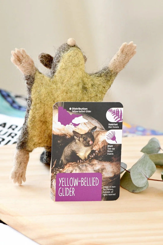 Native Yellow-Bellied Glider