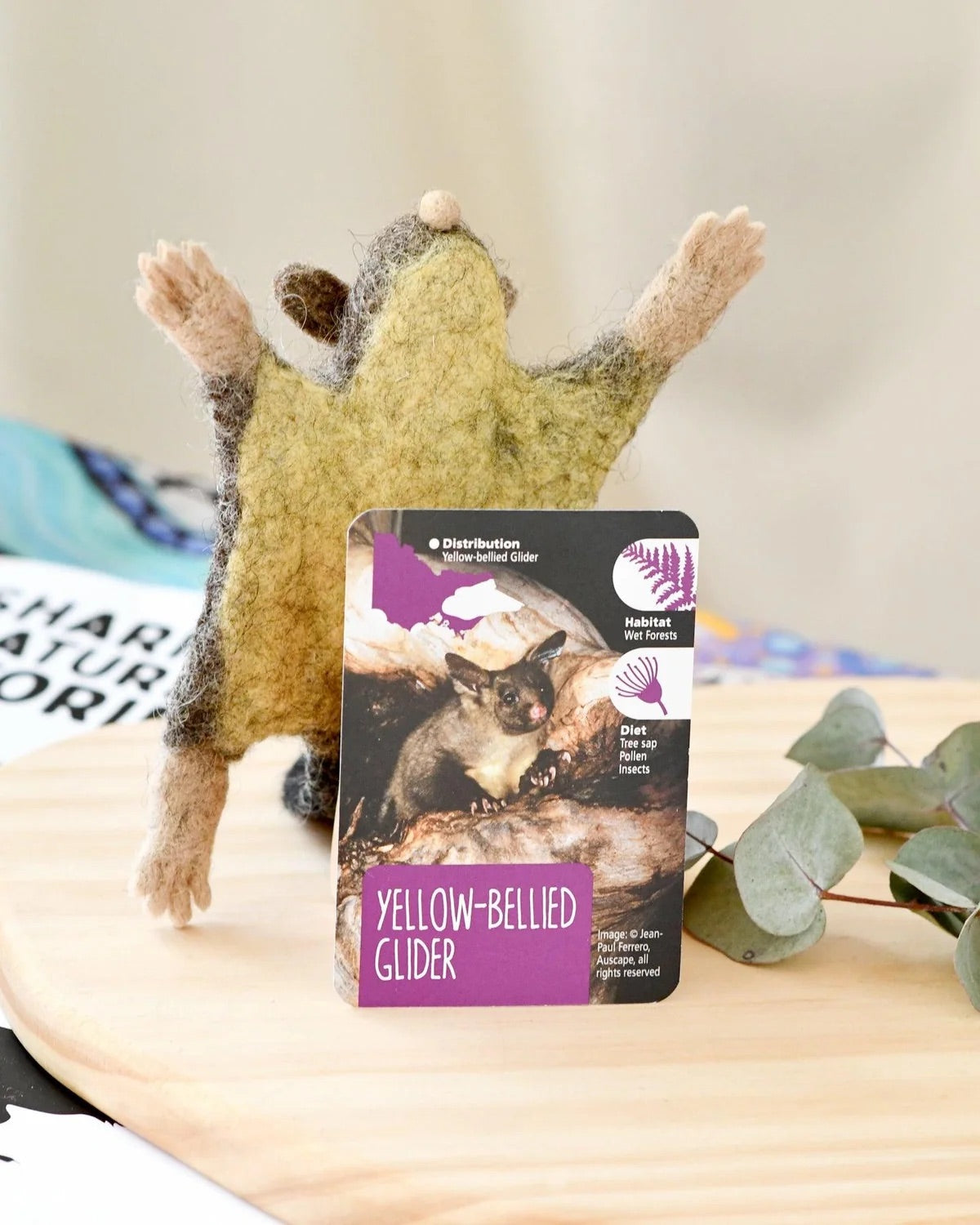 Native Yellow-Bellied Glider