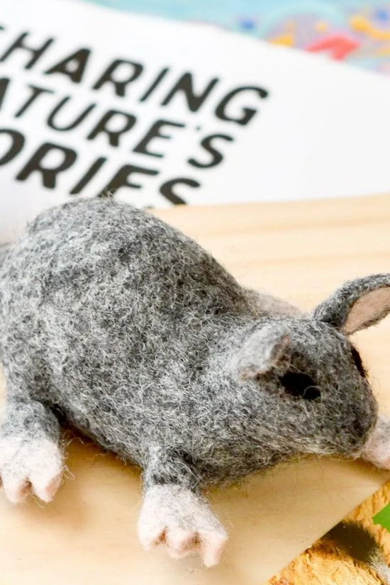 Brush Tailed Phascogale Australian