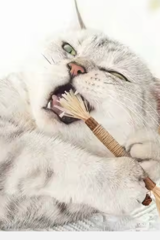 Natural Silvervine Sticks for Cats