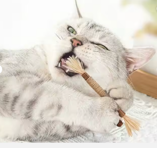 Natural Silvervine Sticks for Cats