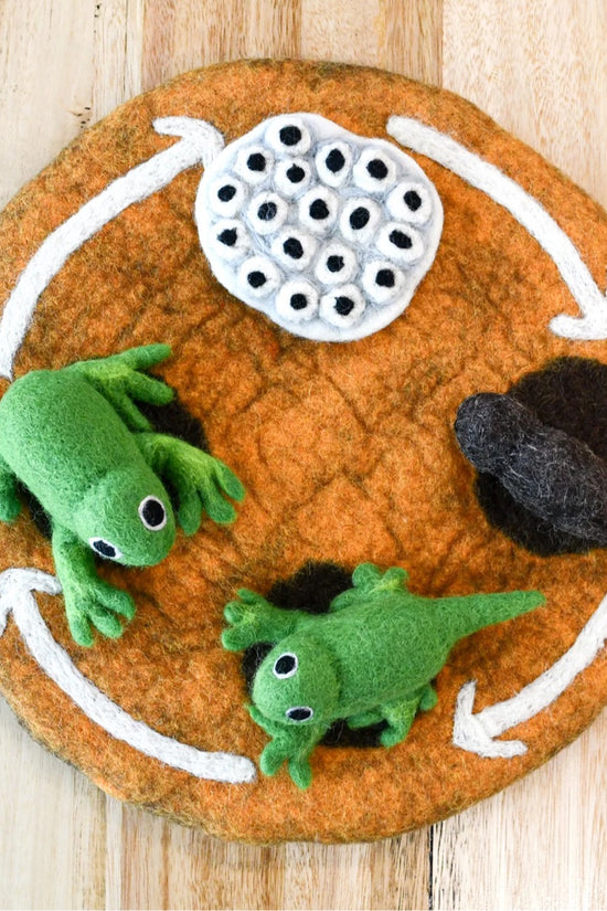 Handmade Felt Frog Life Cycle