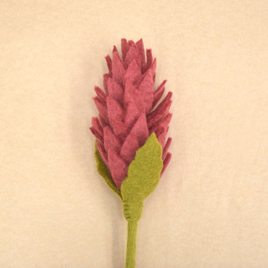 Flower - Alpinia