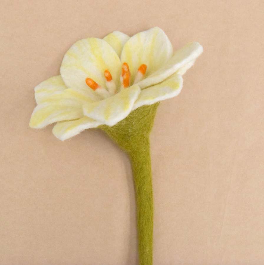Flower - White Wildflower